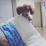 2탄, 돌아온 <b>도도</b>쟁이 춘삼이