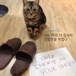 [고양이] 고양이에게 첫눈을 보여줘봤을때 반응! 영상을 찍어봤어요