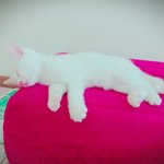 <b>야옹이들</b>의 자는 모습들