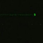 [방탄소년단] <b>웨일</b>리언52가 후속인이유 (늦게온애들위해)