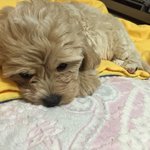 [강아지] 저희 둘째 웅이는 말티푸에요!