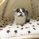 [짜장] 스코티쉬<b>폴드</b> 짜장이의 2016년