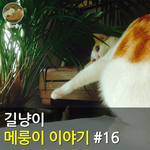 [메룽이<b>집사</b>] 길냥이 메룽이 이야기 #16