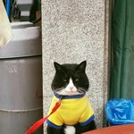 닭님과 썸타는 냥<b>이님</b> 포스.jpg