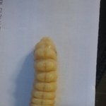 [댓글부탁해] 애벌레 징그러울수도 잇어여!!