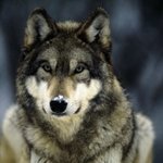 [남자의심리] 좋아하는 남자애가 <b>늑대상</b> 이라는데..