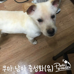 순천유기견보호소 아이들 <b>임보</b>.입양 시급해요