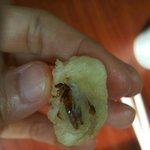 [벌레새끼] (사진 혐오) 중국집 <b>탕수육</b>에서 벌레가 통으로 튀겨져...