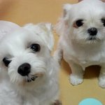 [강아지] 저희집 흰동이와 <b>짱구</b>를 소개합니당