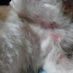 [강아지] 사진있어요<.저희강아지봉구피부병좀 도와주세요 >