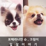 [크림일기] <b>두</b>마리 키우기 힘들어도 행복이 <b>두배</b>