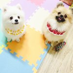 [포메모모카] 저희집 <b>모카</b>모모를 소개합니당 ㅎㅎ