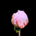 [방탄소년단] 花樣年華