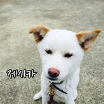 [<b>동행</b>세상] 식용을 목적으로 길려진 아이들.