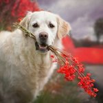 귀엽고도 <b>듬직</b>한 골든 리트리버