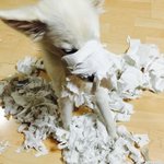 <b>휴지</b> 없이 못 사는 강아지들