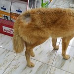 [유기견] [해피빈] 교통사고의 <b>아픔</b>을 또다시 이겨내야 하는 아더