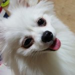 화이트<b>포</b><b>메</b> 몽실이를 찾아주세요