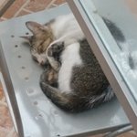 잠자는 냥이