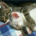 <b>검거</b>하면 아마 이 모습일듯