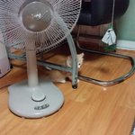 [망고] (추가)우리집 <b>노르웨이</b>숲 망고의 어린시절