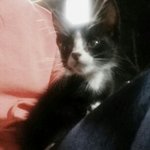 우리집 막둥이 마리를 소개합니다 :) (사진엑박수정)