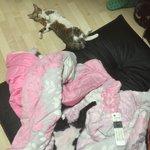 우리 냥이들 지가 사람인줄 아냥 ? ㅋㅋㅋㅋ