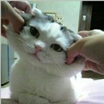<b>야옹</b>이 와써염