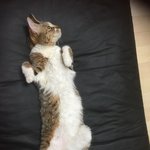 꽁지랑<b>네로</b>