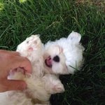 [들어와줘] <b>주인</b>이 <b>개</b> 버렸나봐 어떡해