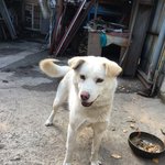 [후기]<b>견주</b>분들도와주세요 부탁드립니다..