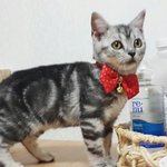 [고양이] 두번째 #<b>바비</b>이야기