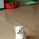 [방탄소년단] ???이거 하루남았대