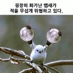 [방탄소년단] 나도..나도..<b>뱁새</b>..
