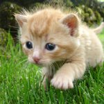 고양이 좋아하세요??물었을때 반응들
