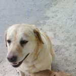 [<b>동행</b>세상] 예쁜이는 식용견이 아닌 반려견으로 태어난 아이입니다...