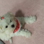 3개월아가 <b>사료</b>양이요