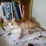 [<b>망고</b>] 브라질에 간 놀숲 <b>망고</b>~