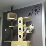 [고양이] <b>미묘</b>냥이 / 랙돌 고양이 / 랙돌부심 라티가 돌아왔어요