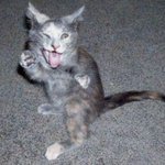 <b>집사</b> 약 올리기 시작하는 고양이