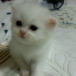 우리집 둘째 <b>드리</b>를 소개합니다^^