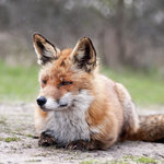 [세븐틴] 철수들 닮은 <b>동물</b> 고전 주의