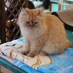 이고양이 <b>종류</b> 아시는분ㅎ 새끼나 유료 분양 해주실분^^