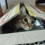 [고양이] 반려동물 사체는 폐기물... 어떻게 생각하세요?