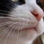 당기고 싶은 고양이 <b>수염</b>