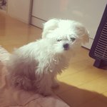 [앙쥬<b>베베</b>] 강아지 성형!