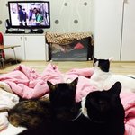 [고양이] 우리 집 주인 고양이 삼남매