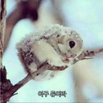 지금 롤 할 판녀 댓글에닉네임남겨졍