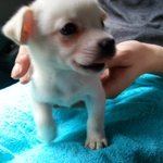 [쩌미꼬미] 추가+]치와와믹스라던 우리꼬미..