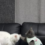 [고양이] 똥꼬<b>발랄</b> 양갱 - 터키쉬앙고라 모모 6 :D